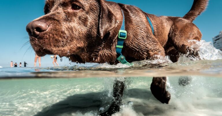 10 Best Pet Life Jackets for Safe Water Play with Dogs This Summer