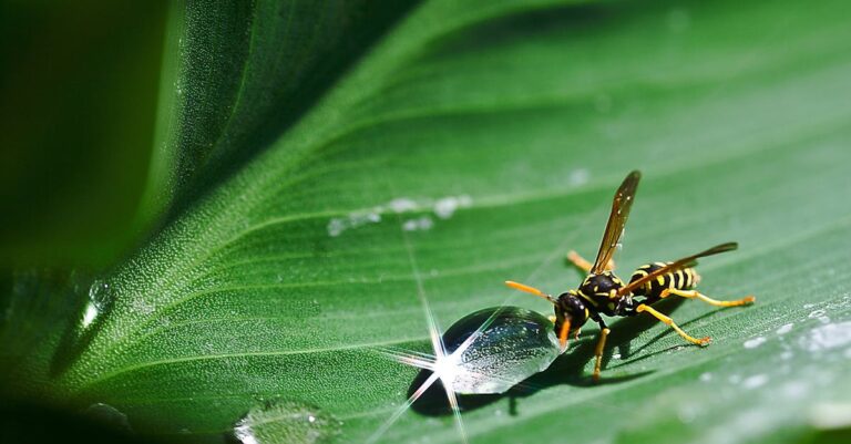 10 Best Natural Insect Repellents for Outdoor Water Activities That Protect Our Waters